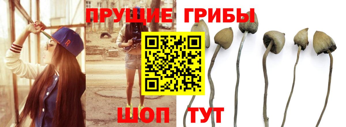 Галлюциногенные грибы Cubensis  Нижнекамск 